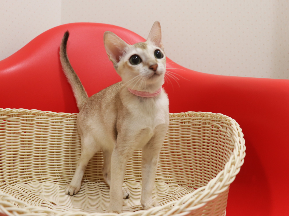 シンガプーラの子猫画像