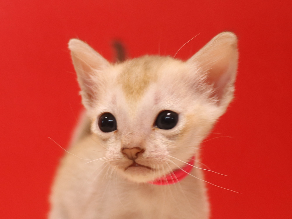 シンガプーラの子猫画像