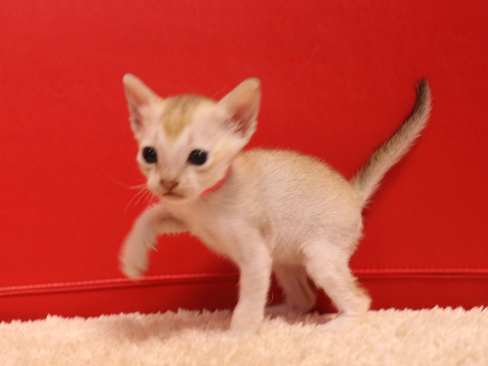 シンガプーラの子猫画像