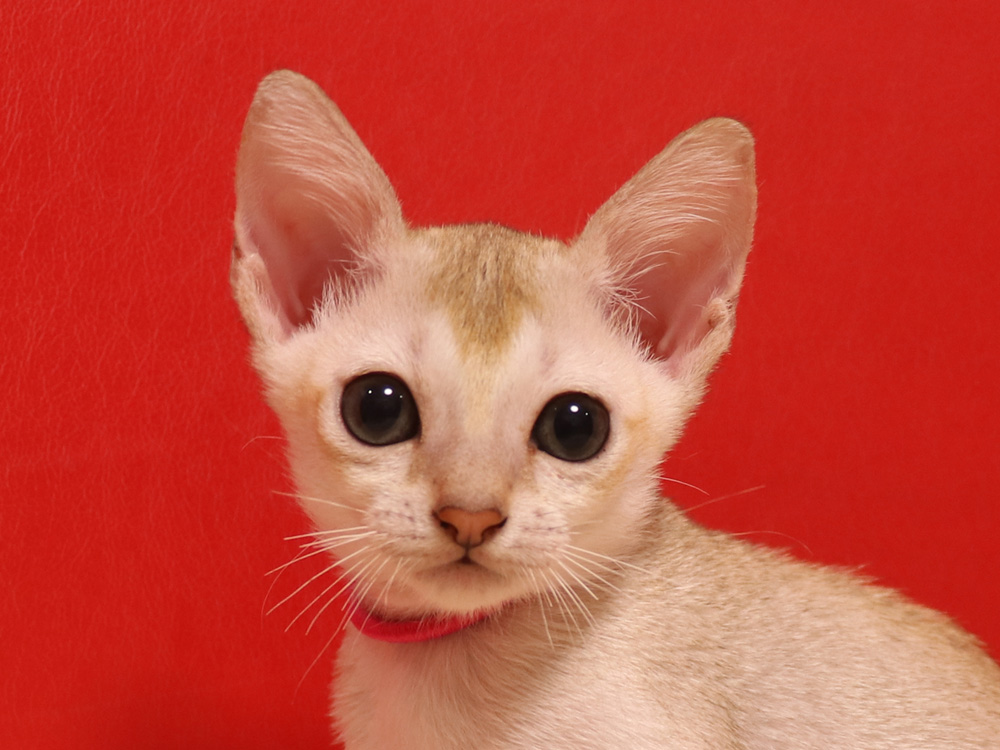 シンガプーラの子猫画像