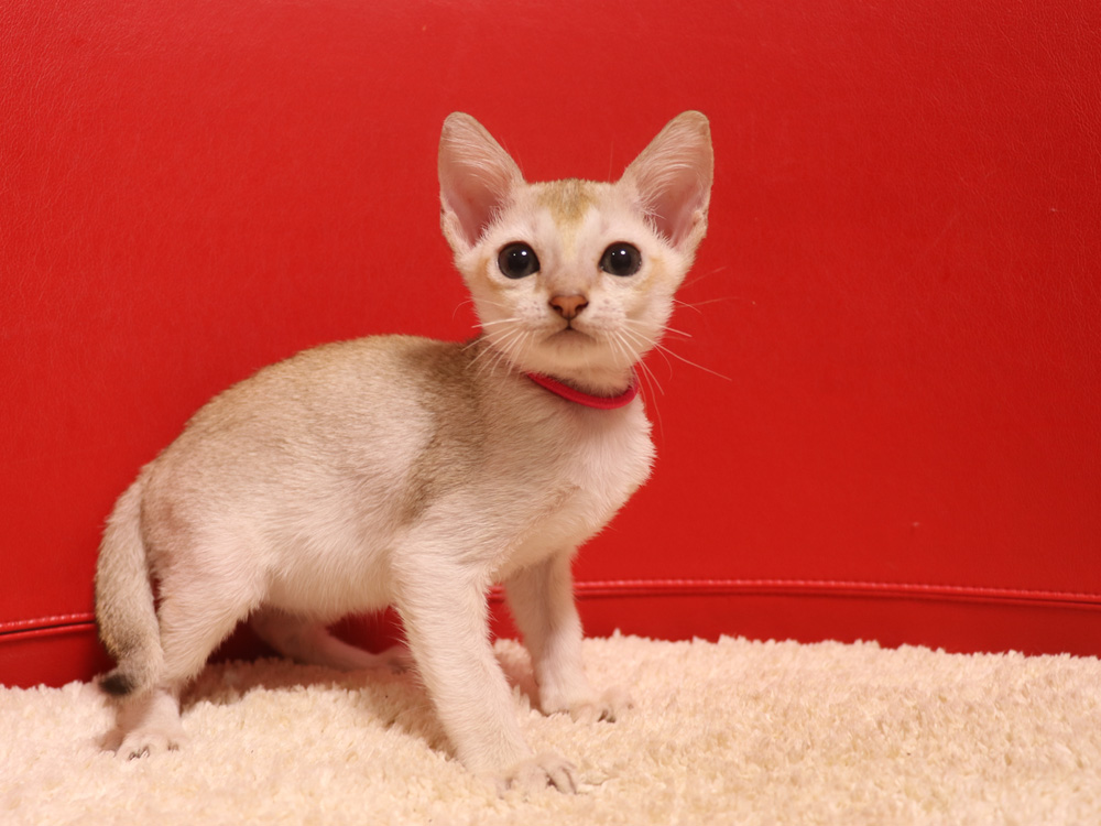 シンガプーラの子猫画像