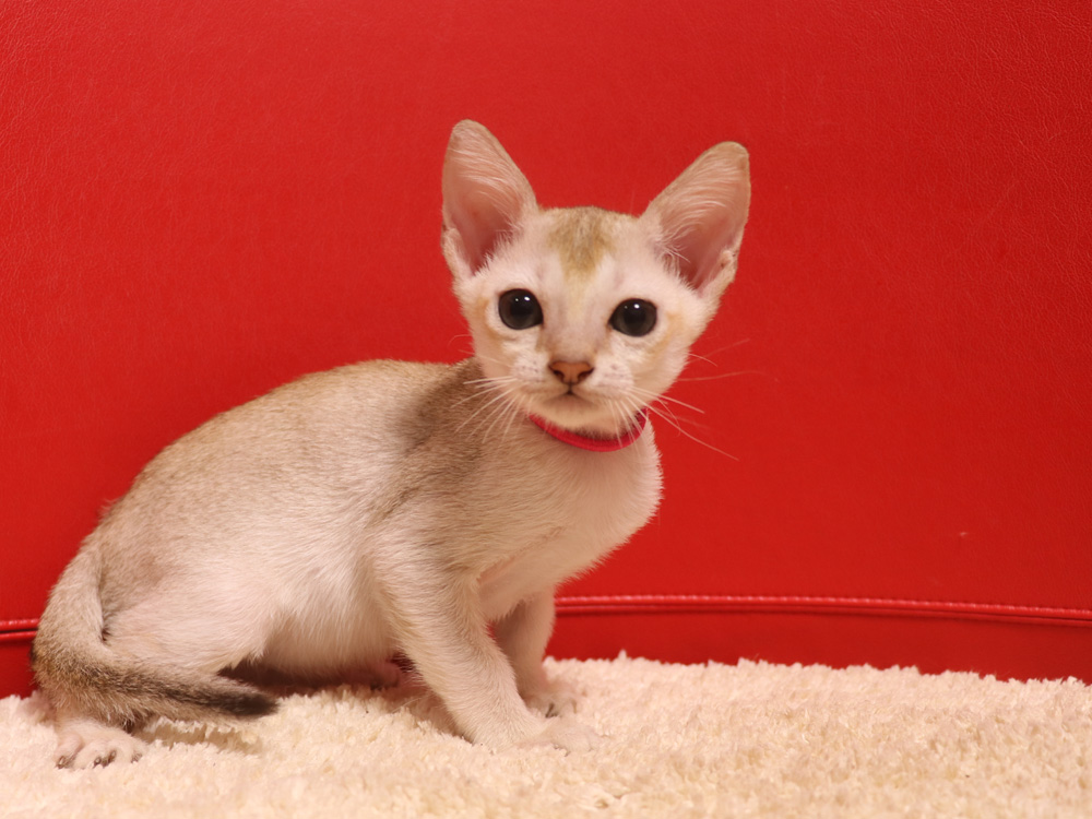 シンガプーラの子猫画像