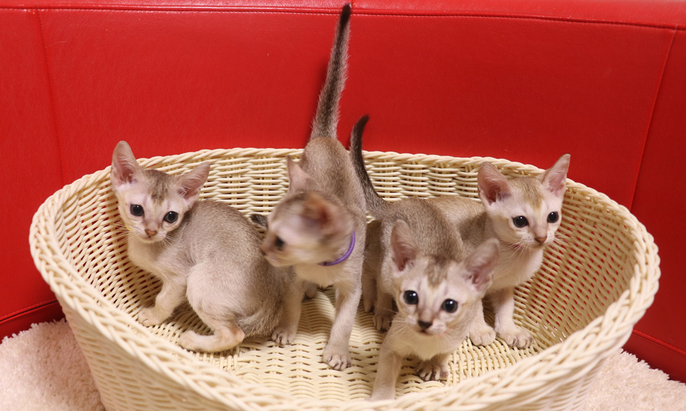 シンガプーラの子猫画像