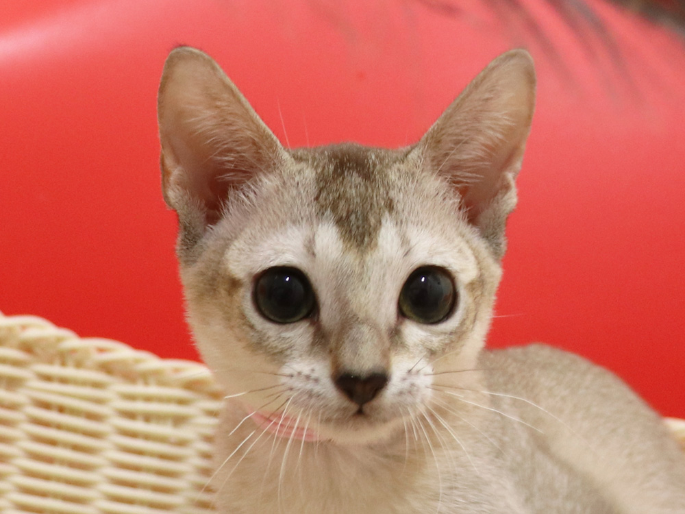シンガプーラの子猫画像