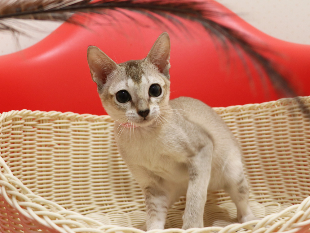 シンガプーラの子猫画像