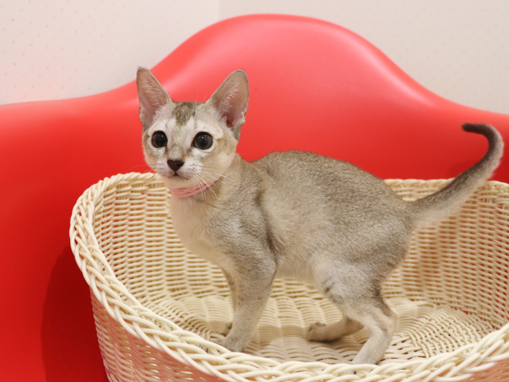 シンガプーラの子猫画像