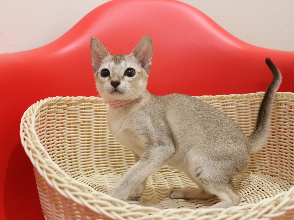 シンガプーラの子猫画像