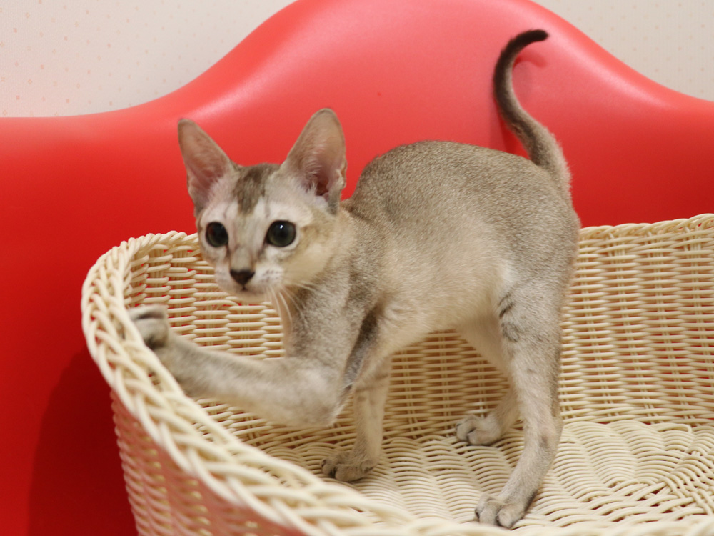 シンガプーラの子猫画像