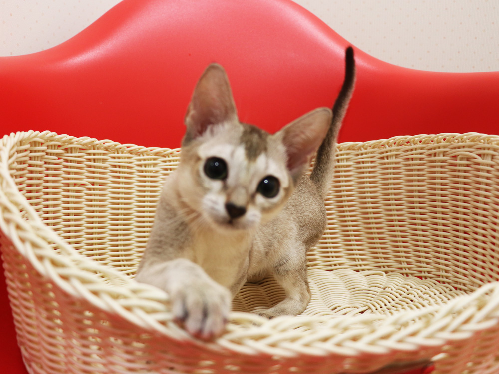 シンガプーラの子猫画像