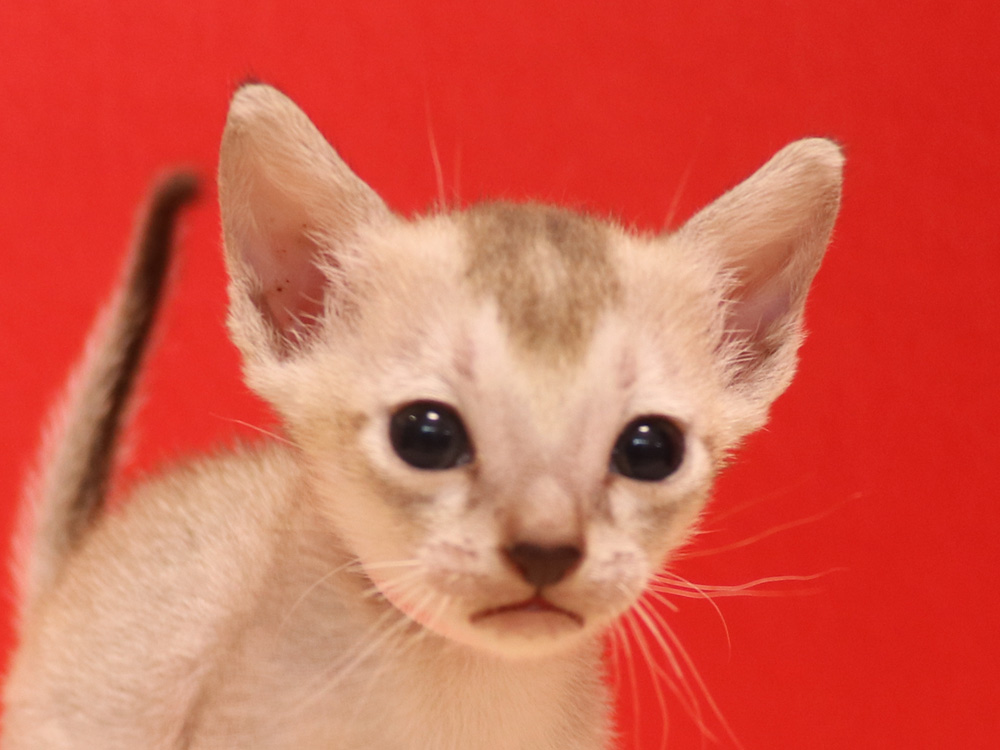 シンガプーラの子猫画像