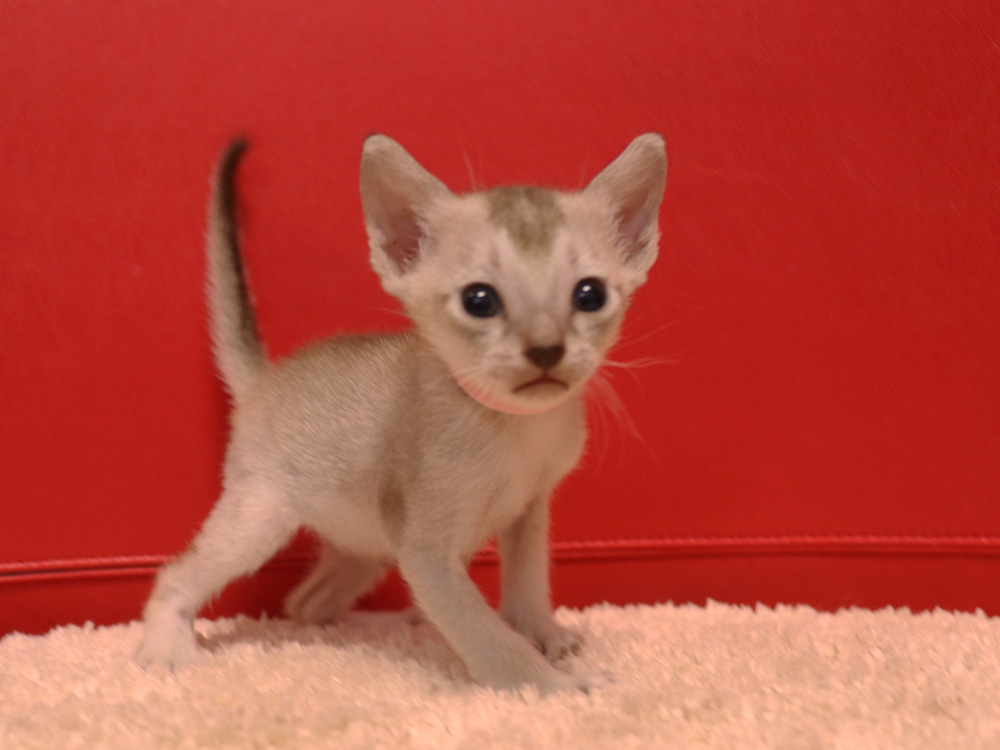シンガプーラの子猫画像