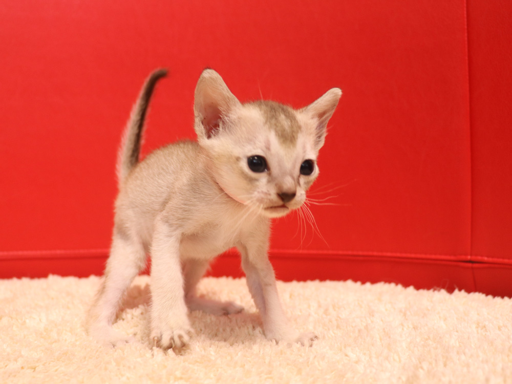 シンガプーラの子猫画像