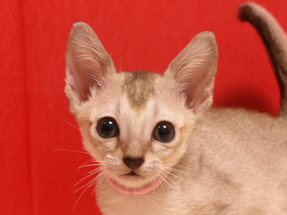 シンガプーラの子猫画像