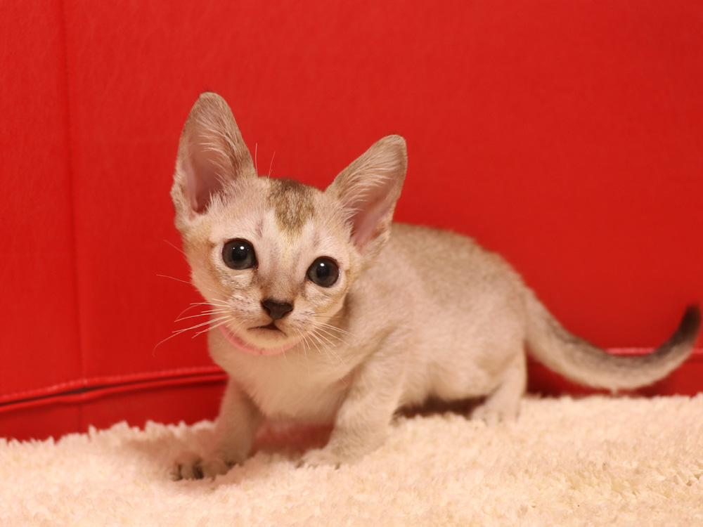シンガプーラの子猫画像