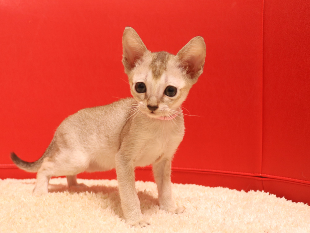 シンガプーラの子猫画像