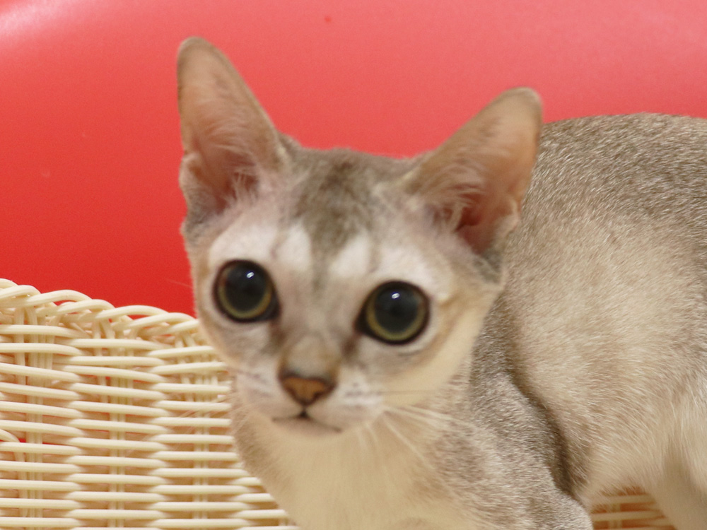 シンガプーラの子猫画像