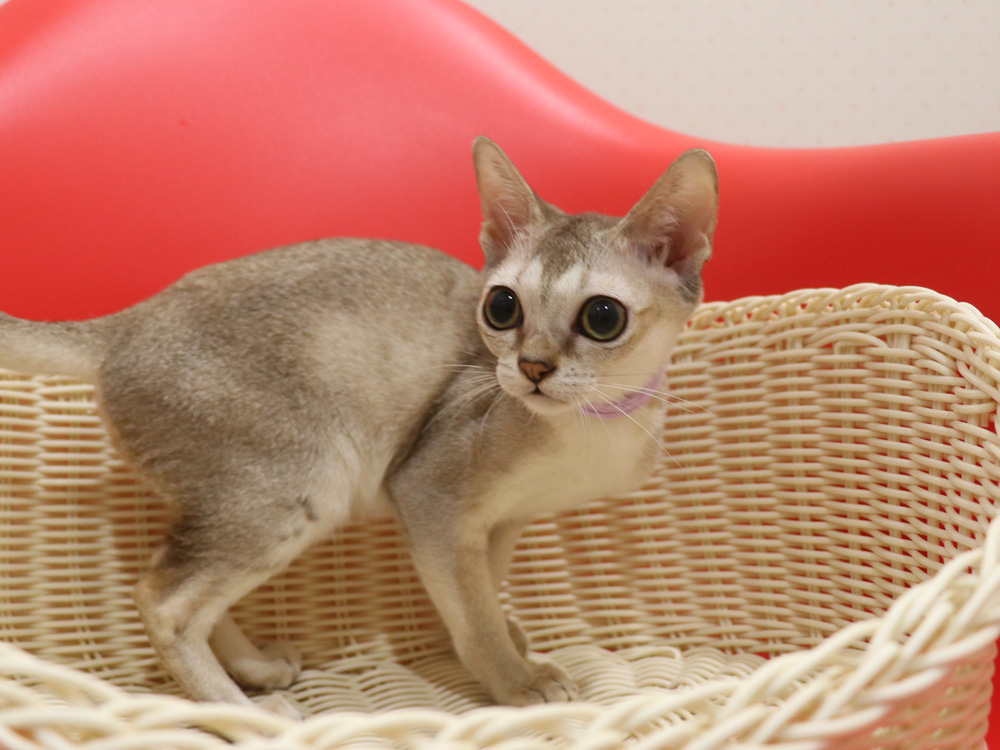シンガプーラの子猫画像
