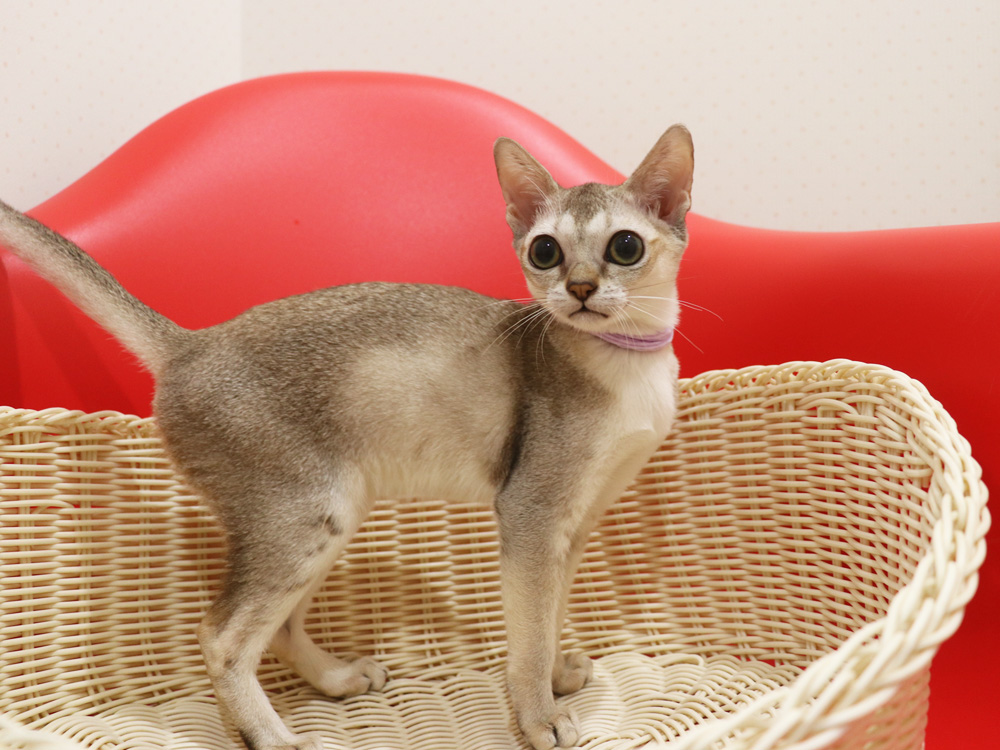 シンガプーラの子猫画像