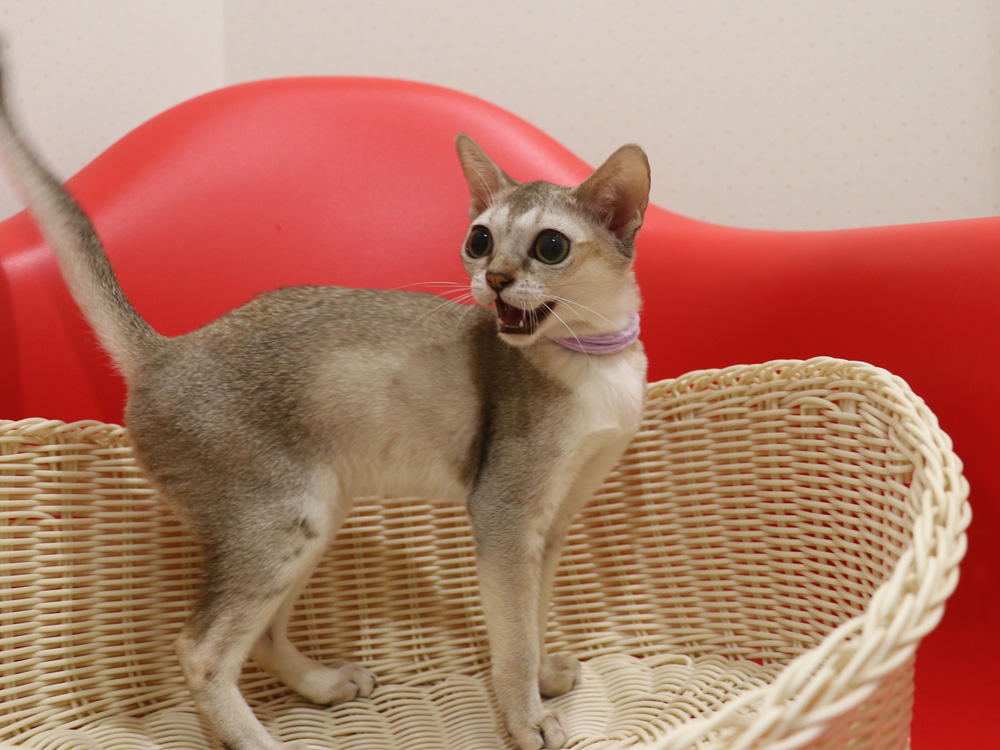 シンガプーラの子猫画像