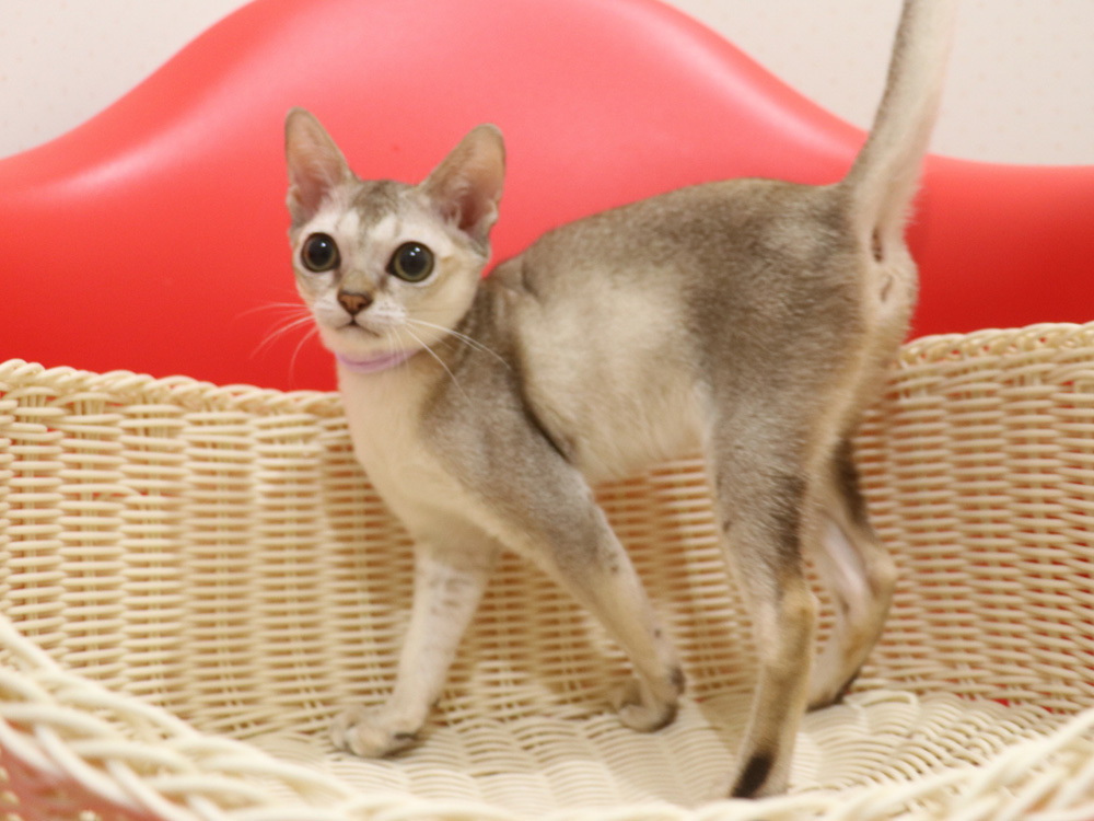 シンガプーラの子猫画像