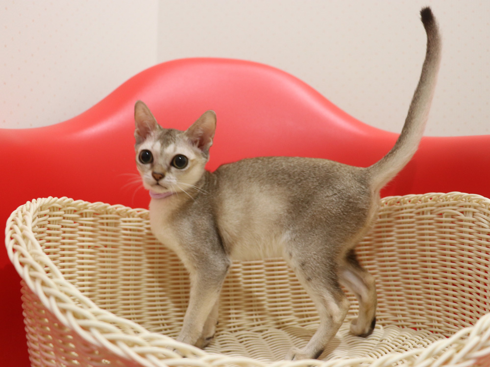 シンガプーラの子猫画像