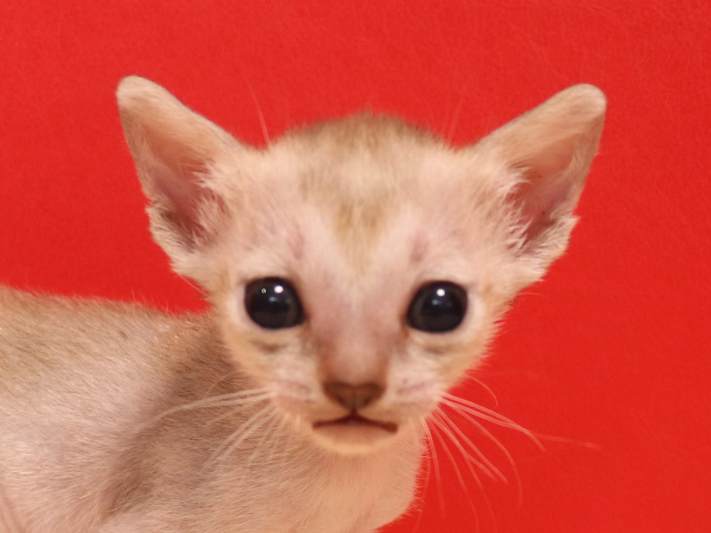 シンガプーラの子猫画像