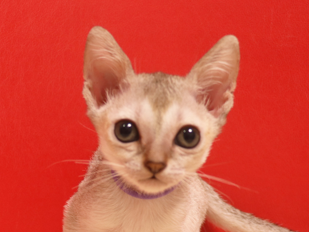シンガプーラの子猫画像
