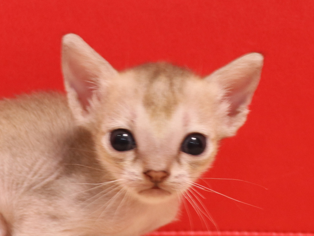 シンガプーラの子猫画像