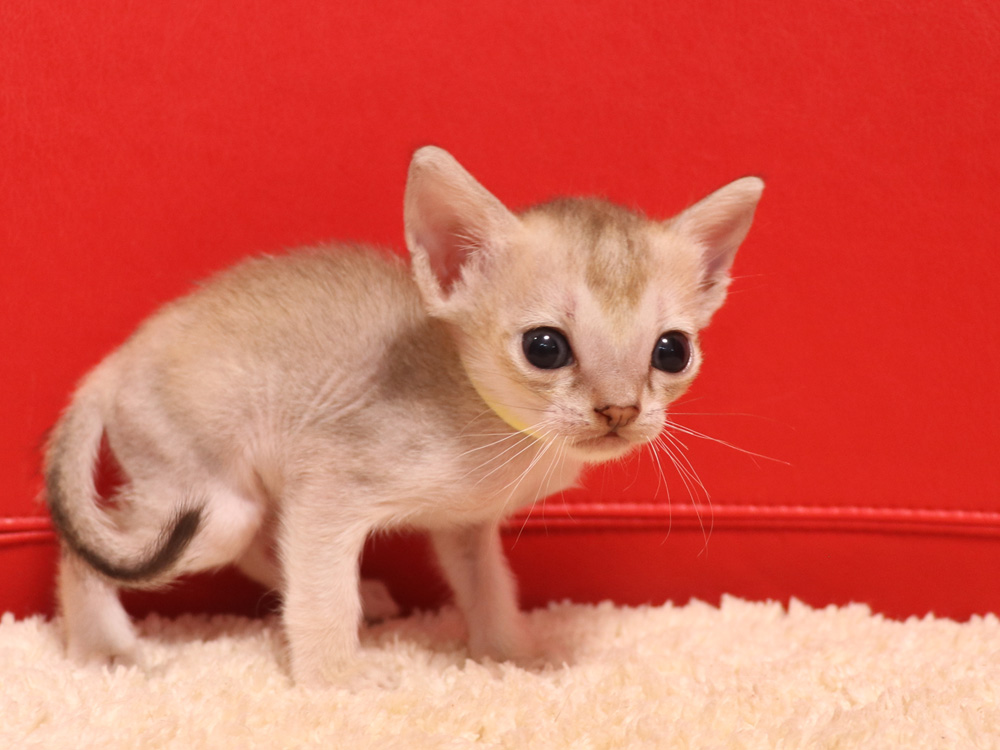 シンガプーラの子猫画像