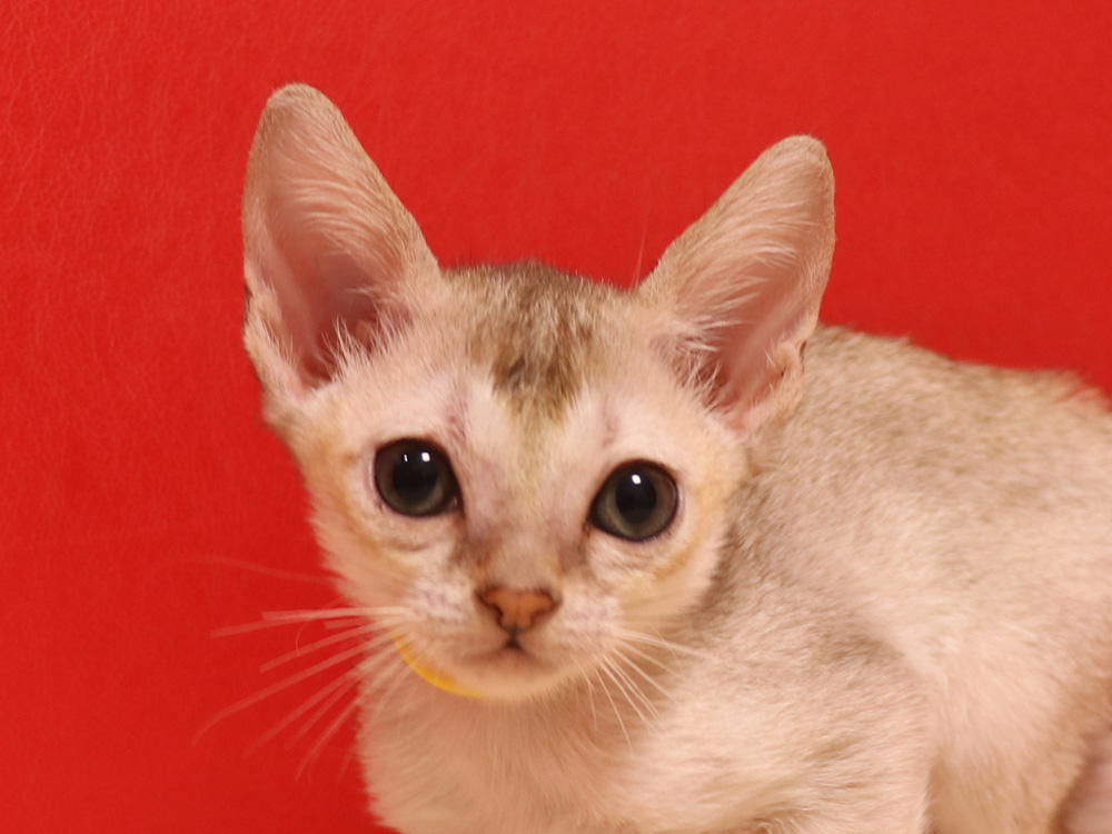 シンガプーラの子猫画像