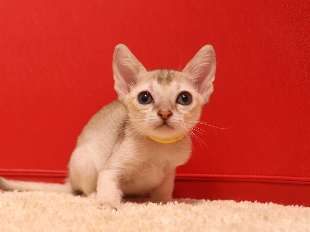 シンガプーラの子猫画像