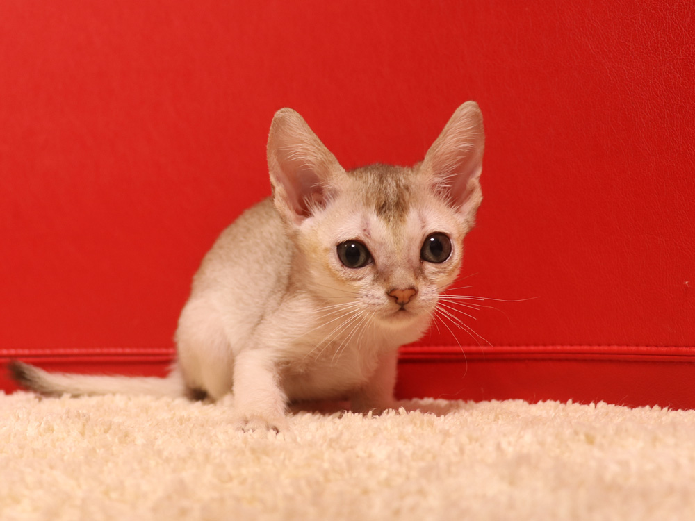 シンガプーラの子猫画像