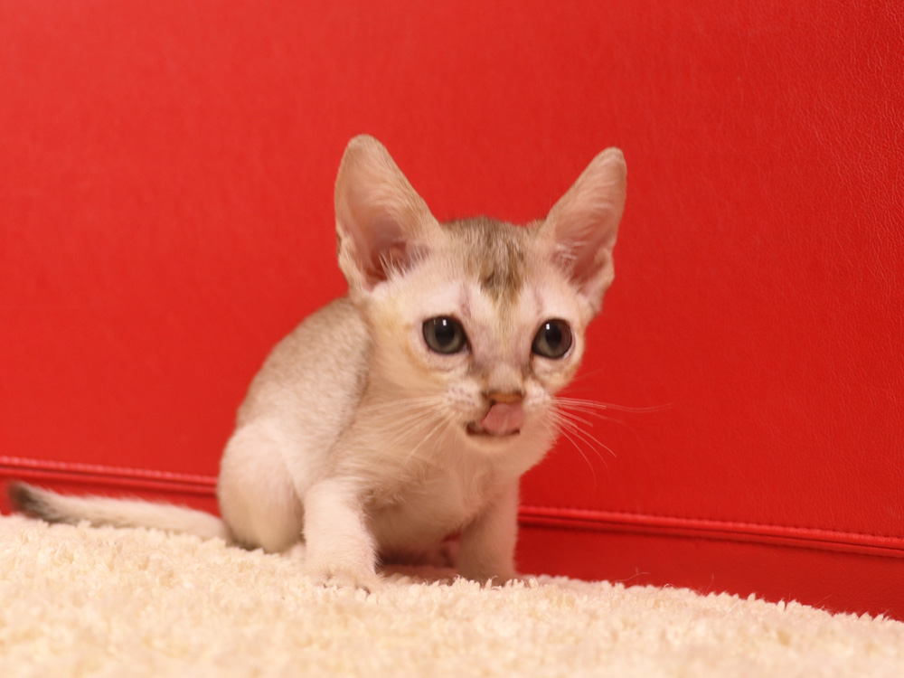 シンガプーラの子猫画像