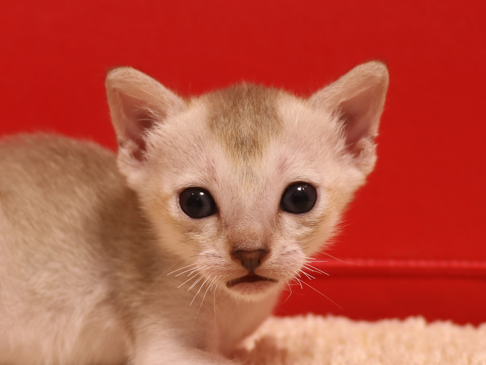 シンガプーラの子猫画像