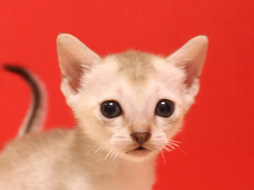 シンガプーラの子猫画像
