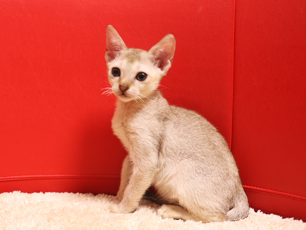 シンガプーラの子猫画像