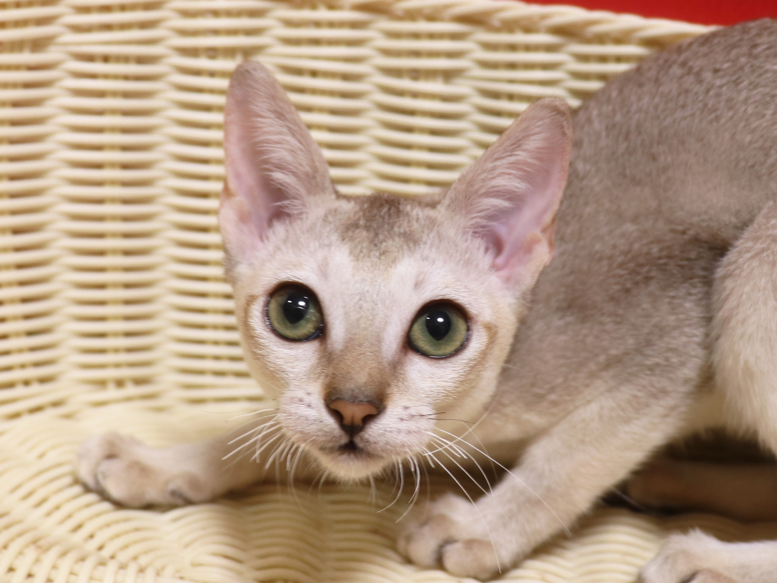 シンガプーラの子猫画像