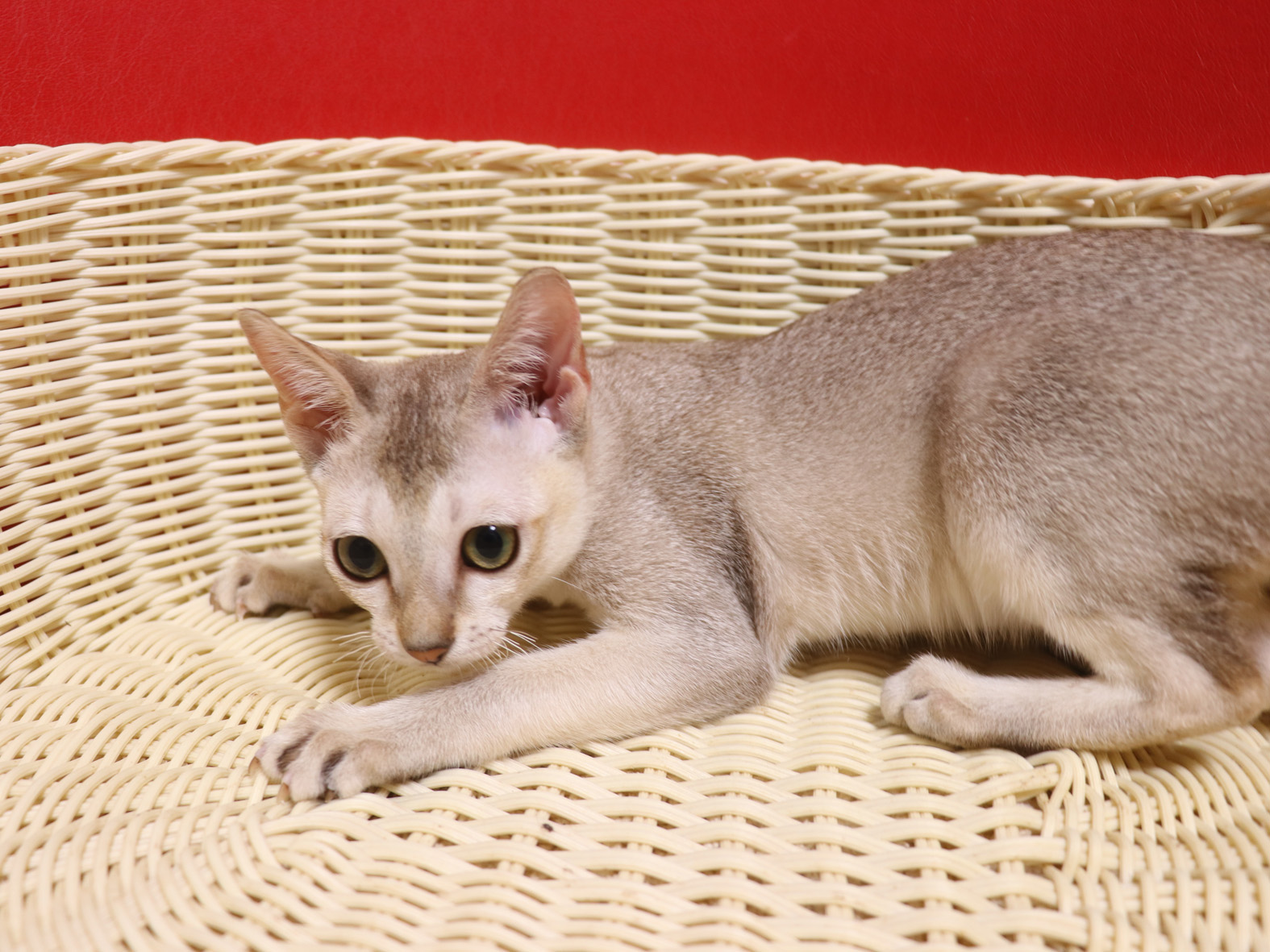 シンガプーラの子猫画像