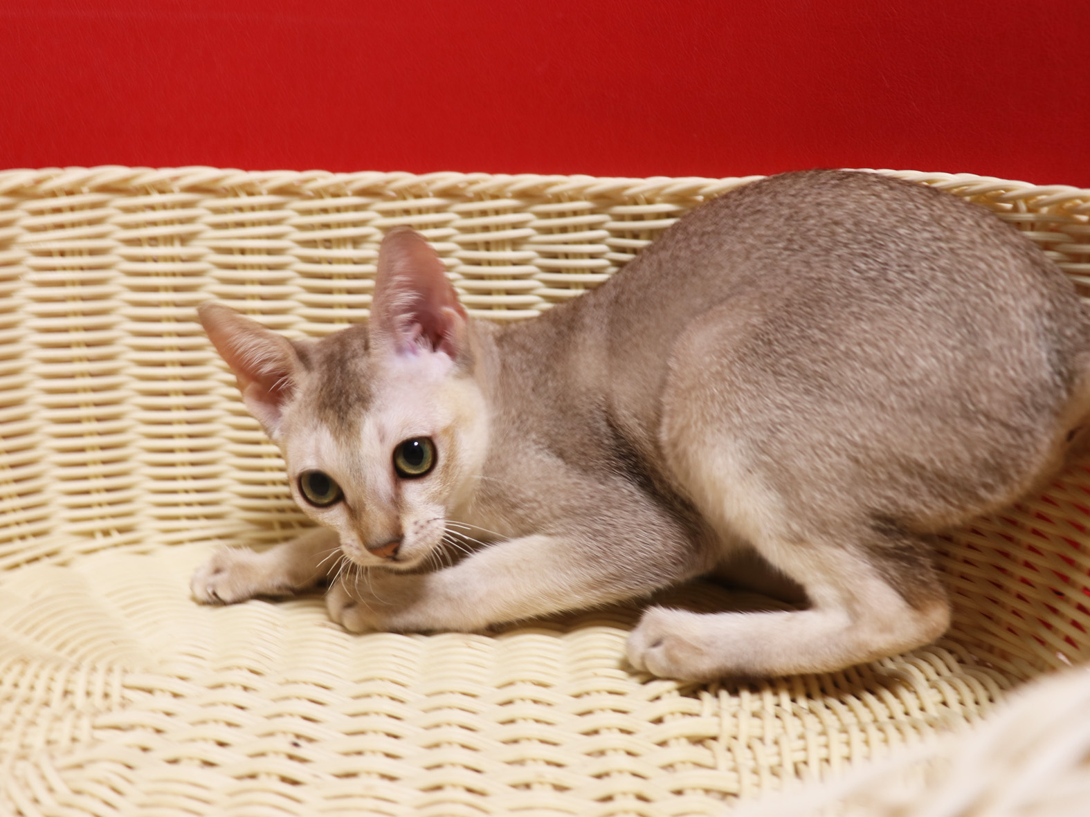 シンガプーラの子猫画像