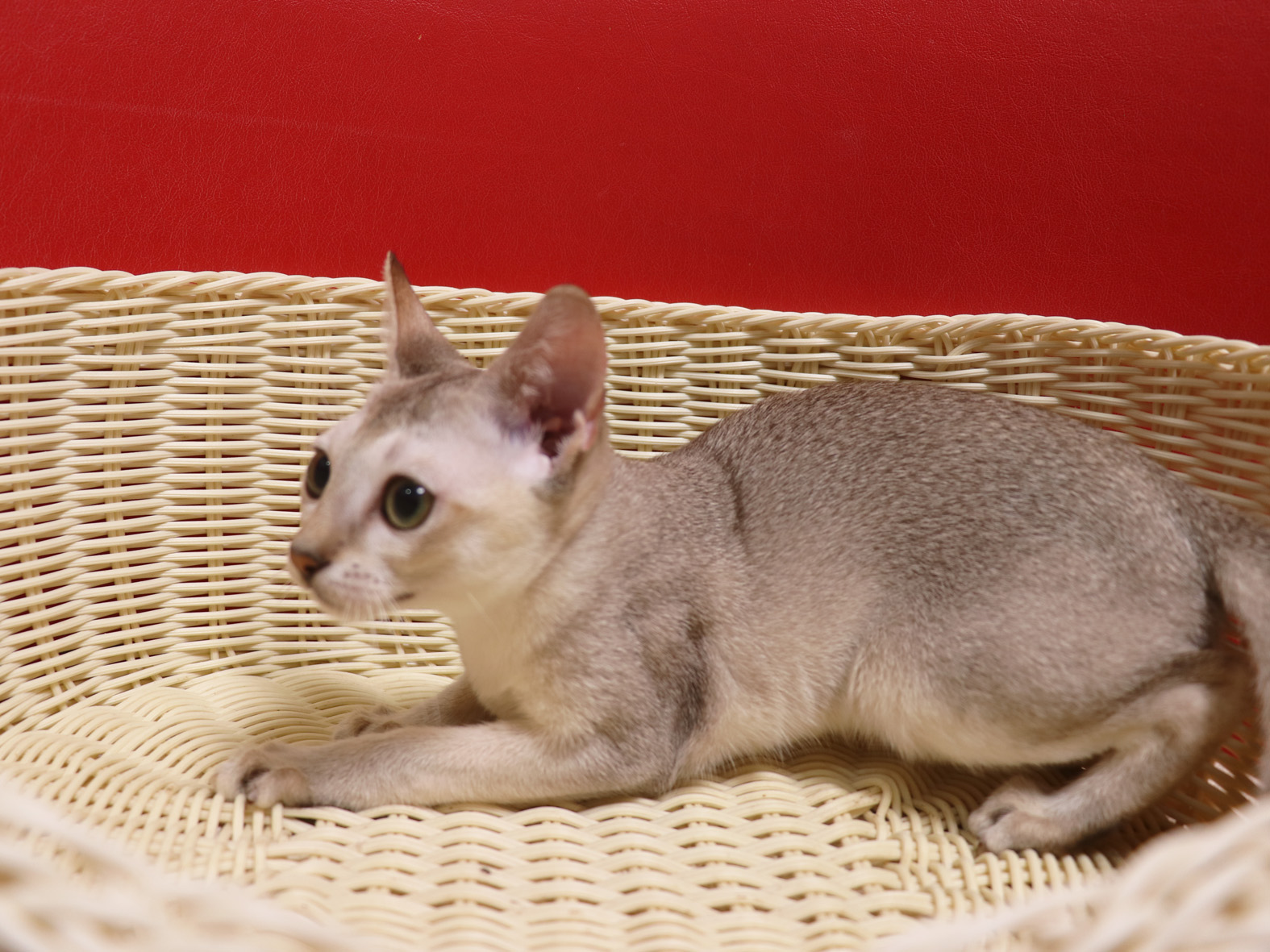 シンガプーラの子猫画像