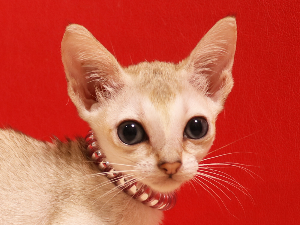 シンガプーラの子猫画像
