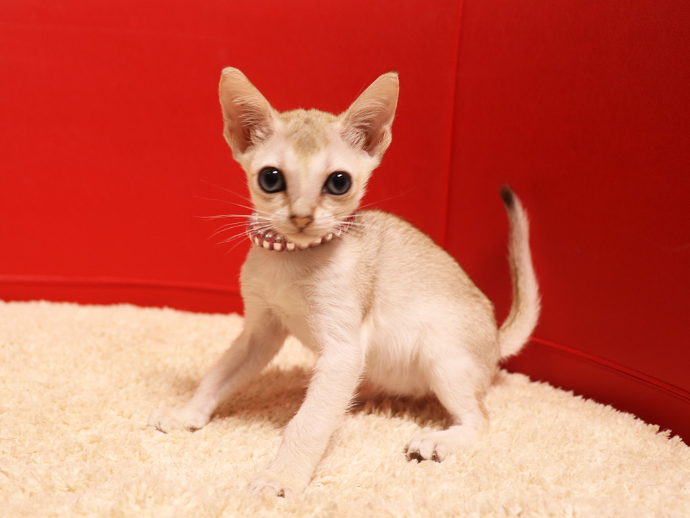 シンガプーラの子猫画像