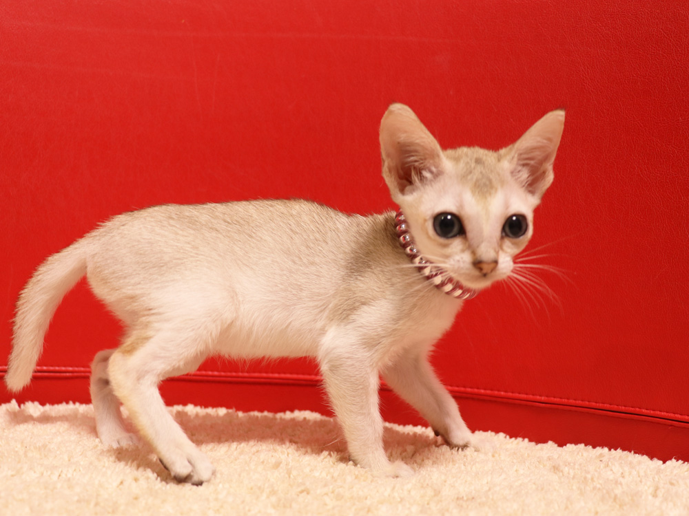 シンガプーラの子猫画像