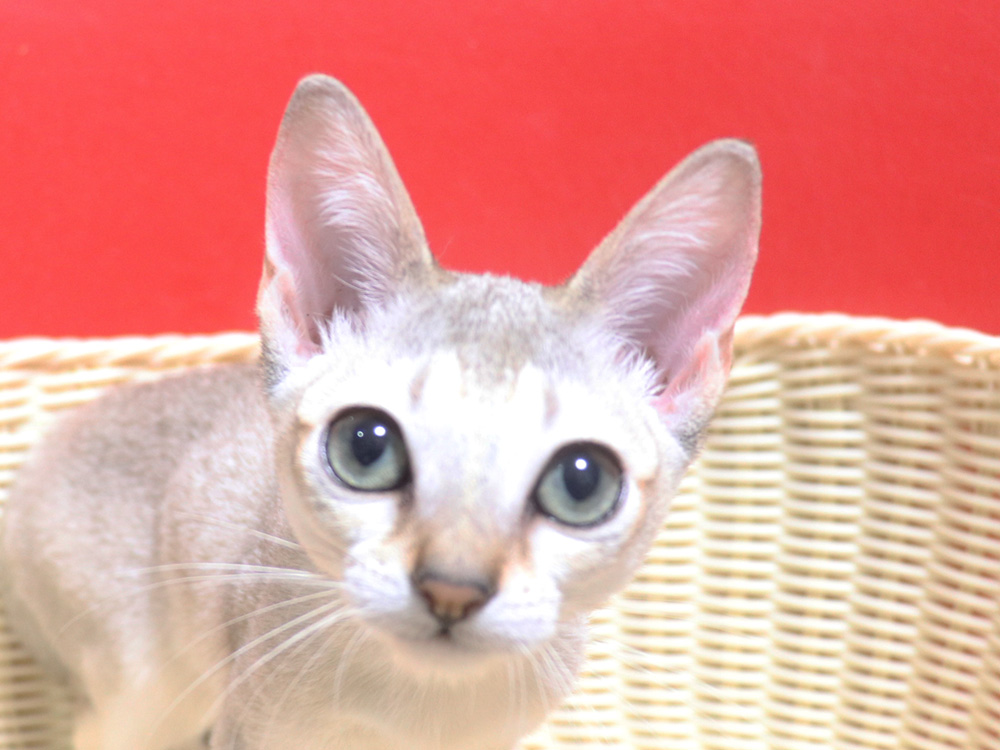 シンガプーラの子猫画像