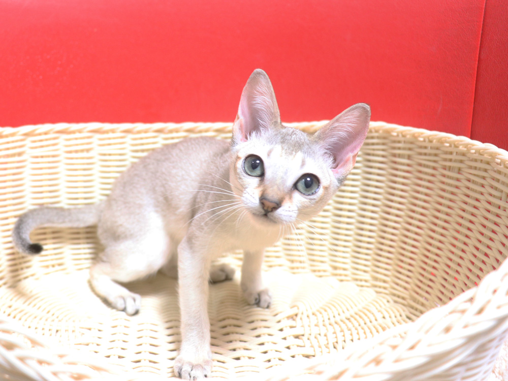 シンガプーラの子猫画像