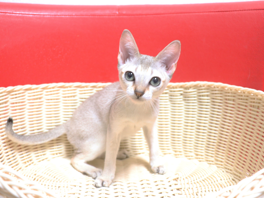 シンガプーラの子猫画像