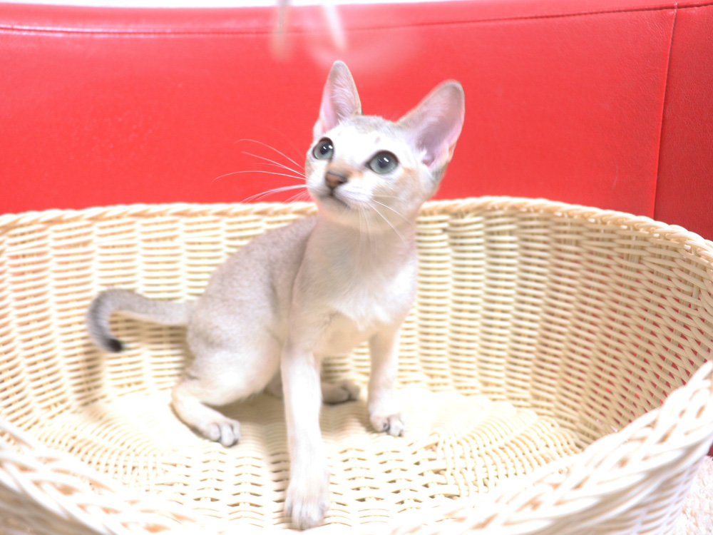 シンガプーラの子猫画像