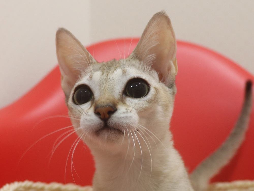 シンガプーラの子猫画像