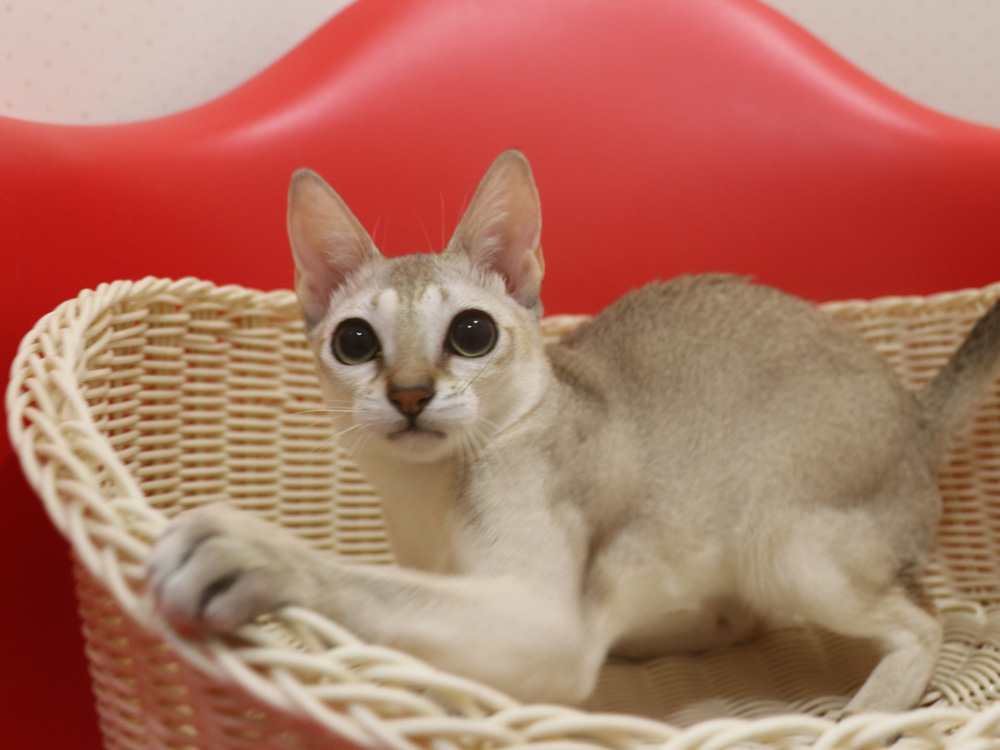 シンガプーラの子猫画像