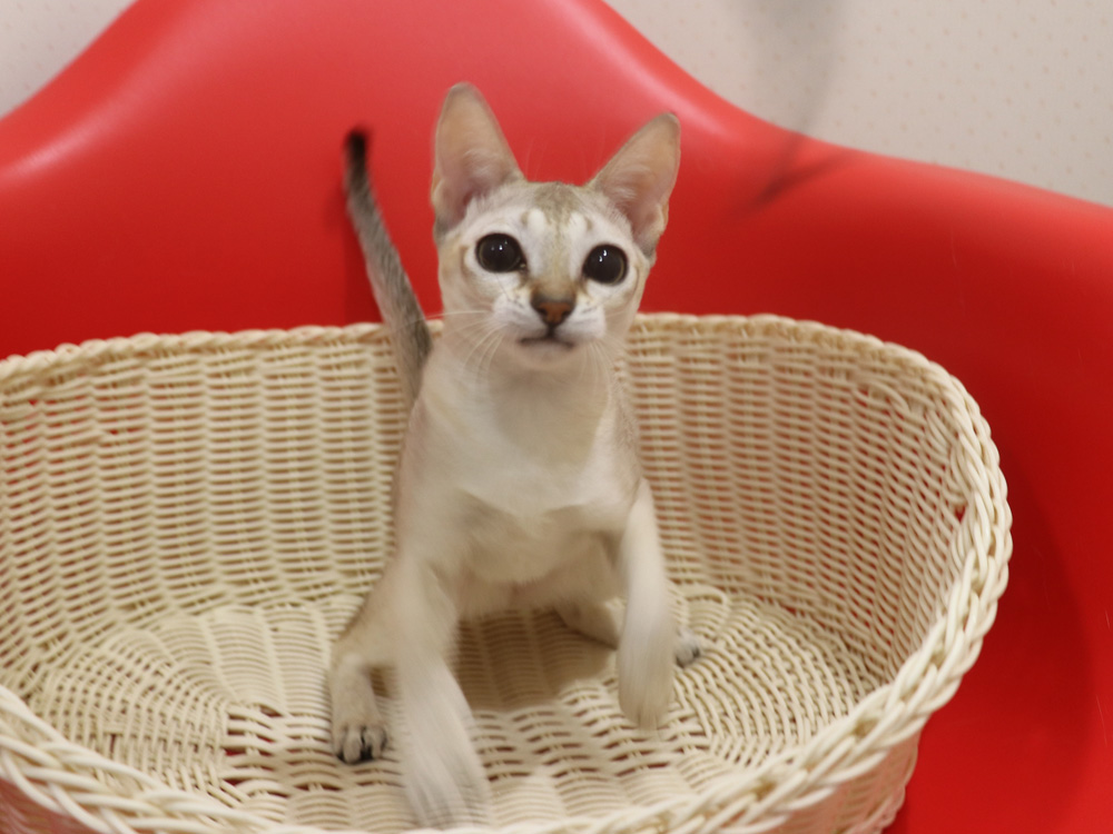 シンガプーラの子猫画像